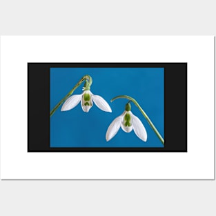 Two Snowdrops with Blue Background Posters and Art